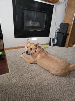Terrier Dogs Available for Adoption in Brooklyn Center, Minnesota - Ethel | PetCurious