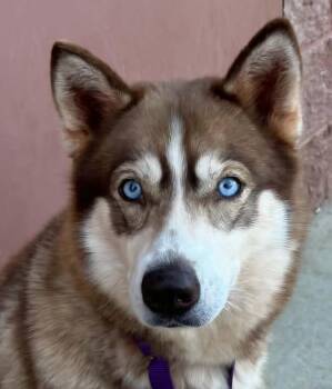 NYLA -  Siberian Husky Dog for Adoption in Manassas, Virginia - NYLA | PetCurious