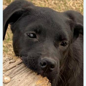 Black Labrador Retriever Dogs Available for Adoption - Ella | PetCurious