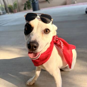 BRUNO -  Jack Russell Terrier Dog for Adoption in San Angelo, Texas - BRUNO | PetCurious