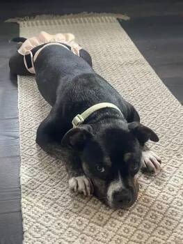 Percy (PepperCorn) -  Mixed Breed Dog for Adoption in Wyoming, Michigan - Percy (PepperCorn) | PetCurious