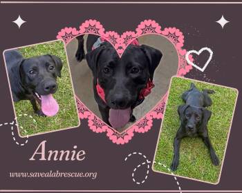 Annie -  Labrador Retriever and Black Labrador Retriever Dog for Adoption in Middletown, Rhode Island - Annie | PetCurious