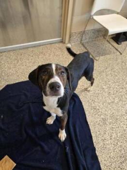 Jambo -  Feist and Mixed Breed Dog for Adoption in Westland, Michigan - Jambo | PetCurious