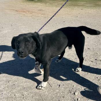 Labrador Retriever and Beagle Dogs Available for Adoption - Mo 3589 | PetCurious