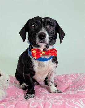 SKIPPER -  Rat Terrier and Chihuahua Dog for Adoption in Riverside, California - SKIPPER | PetCurious