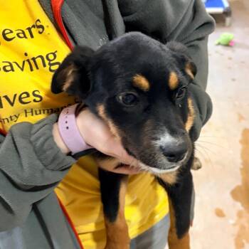 Mixed Breed Dogs Available for Adoption in Palestine, Texas - Dumpling AKA Rori | PetCurious