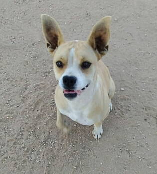 Rescue Beagle Dogs for Adoption in Apple Valley, California - Luna | PetCurious