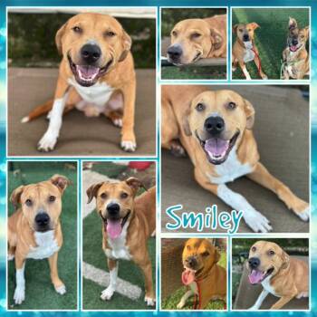 Rescue Pit Bull Terrier Dogs for Adoption in Fort Smith, Arkansas - Smiley | PetCurious