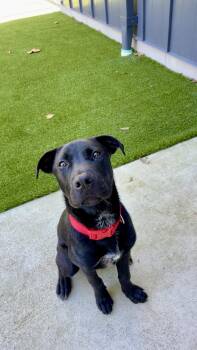 Gunter -  Black Labrador Retriever Dog for Adoption in Hillsboro, Missouri - Gunter | PetCurious