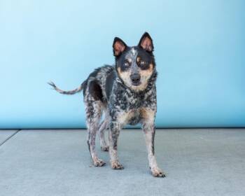 Australian Shepherd Dogs Available for Adoption in Pasadena, California - CHULA | PetCurious