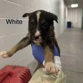 German Shepherd Dog Dogs Available for Adoption in Los Angeles, California - Aubery A2262417 White | PetCurious