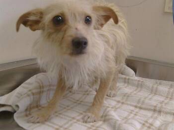 A915548 -  Cairn Terrier Dog for Adoption in Sacramento, California - A915548 | PetCurious