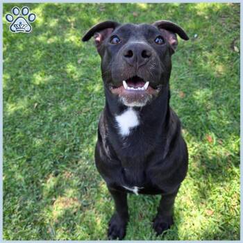 Rescue Labrador Retriever and Mixed Breed Dogs for Adoption in Sugar Land, Texas - JR. | PetCurious