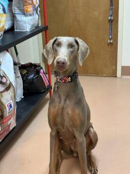 Angel -  Doberman Pinscher Dog for Adoption in Kennewick, Washington - Angel | PetCurious