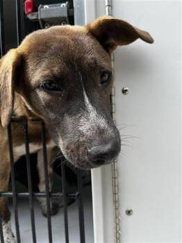 Rescue Labrador Retriever and Mixed Breed Dogs for Adoption in Houston, Texas - A639491 | PetCurious