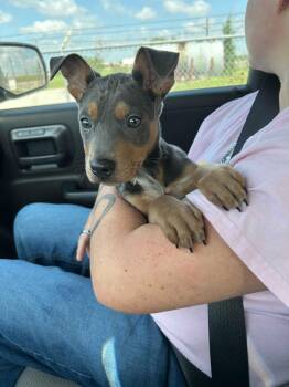 Doberman Pinscher Dogs Available for Adoption in Portland, Maine - Ducky | PetCurious