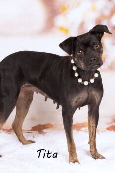 Rescue Miniature Pinscher and Shepherd Dogs for Adoption in Gilbert, Arizona - Tita | PetCurious