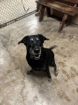 Rescue Labrador Retriever and Mixed Breed Dogs for Adoption in Bloomsburg, Pennsylvania - Pup | PetCurious