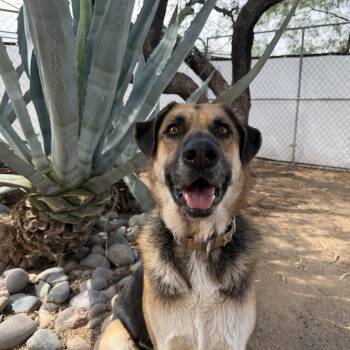 Kilo -  Anatolian Shepherd and German Shepherd Dog Dog for Adoption in Oro Valley, Arizona - Kilo | PetCurious