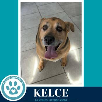 Shepherd and Hound Dogs Available for Adoption in Kimberton, Pennsylvania - Kelce 052426 | PetCurious