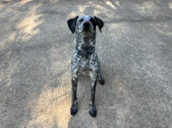 Litty - COURTESY POST -  Pointer and Mixed Breed Dog for Adoption in Clyde, North Carolina - Litty - COURTESY POST | PetCurious