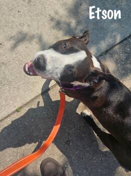 Rescue Chocolate Labrador Retriever and American Staffordshire Terrier Dogs for Adoption in Elburn, Illinois - Etson | PetCurious