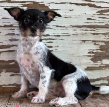 Carol -  Rat Terrier Dog for Adoption in Carrollton, Texas - Carol | PetCurious