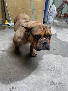 French Bulldog Dogs Available for Adoption in Stockton, California - CHACA | PetCurious