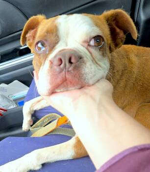 Rescue Boston Terrier Dogs for Adoption in San Mateo, California - Bruno | PetCurious
