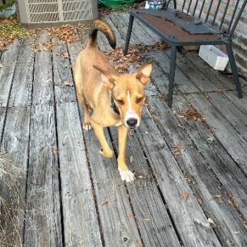 Eli -  Carolina Dog Dog for Adoption in Houston, Texas - Eli | PetCurious