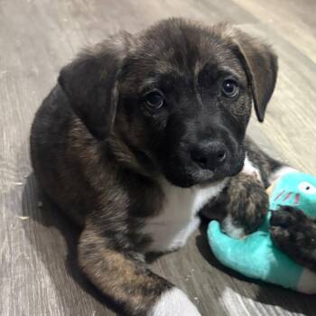 Phoenix -  Mountain Cur and Feist Dog for Adoption in Wappingers Falls, New York - Phoenix | PetCurious