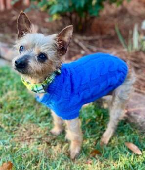 Yorkshire Terrier and Terrier Dogs Available for Adoption in Savannah, Georgia - Frank | PetCurious