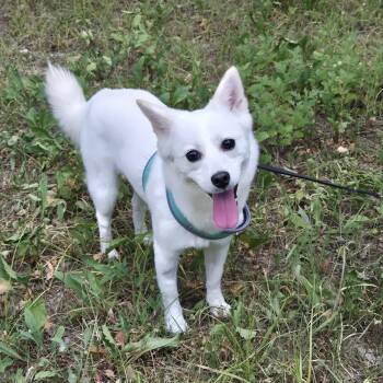 Ailee -  Japanese Spitz and Shiba Inu Dog for Adoption in Danvers, Massachusetts - Ailee | PetCurious