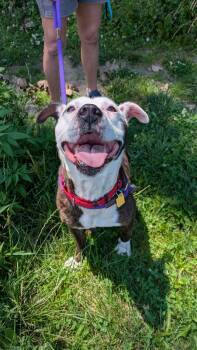 Rescue Boxer and Pit Bull Terrier Dogs for Adoption in Greenwich, Ohio - Otto | PetCurious