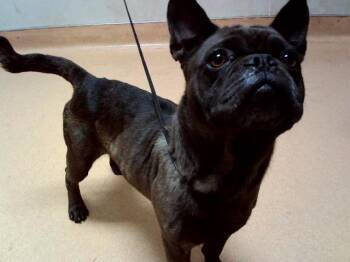 PONGO -  French Bulldog and Mixed Breed Dog for Adoption in Martinez, California - PONGO | PetCurious