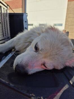 Vc14c -  Great Pyrenees Dog for Adoption in Lawrenceville, Georgia - Vc14c | PetCurious