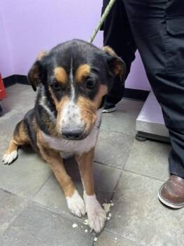 61149019 -  Shepherd and Mixed Breed Dog for Adoption in El Paso, Texas - 61149019 | PetCurious