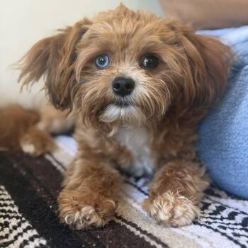 Nugget -  Cavapoo Dog for Adoption in Mahwah, New Jersey - Nugget | PetCurious