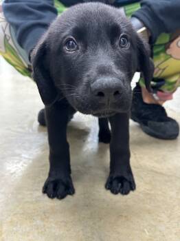 Rescue Mixed Breed Dogs for Adoption in Lake City, Arkansas - Barkley | PetCurious