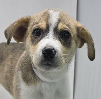 Husky and Terrier Dogs Available for Adoption in Newport, Tennessee - Pine | PetCurious