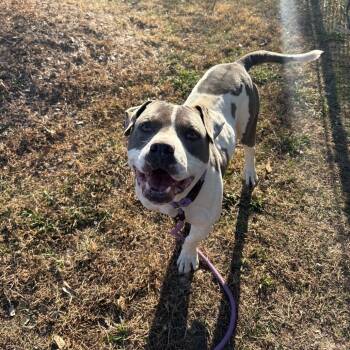 Rescue Mixed Breed Dogs for Adoption in Columbiana, Alabama - Sweet Tator | PetCurious