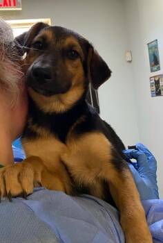 Obsidian -  Mixed Breed Dog for Adoption in Ocala, Florida - Obsidian | PetCurious