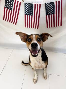 Dip -  Beagle Dog for Adoption in Chickasha, Oklahoma - Dip | PetCurious