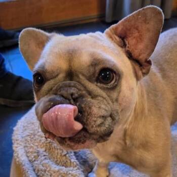 French Bulldog Dogs Available for Adoption - Evander (In Foster Home) | PetCurious