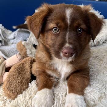 Corgi and Chihuahua Dogs Available for Adoption - **DUI** | PetCurious