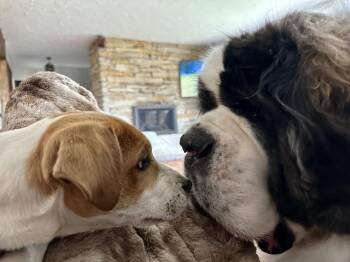 Mixed Breed Dogs Available for Adoption in Union Grove, Wisconsin - Phoebe | PetCurious