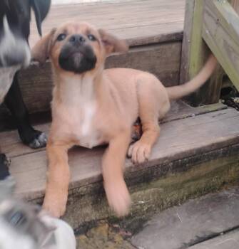 Coffee -  Shepherd and Labrador Retriever Dog for Adoption in Semmes, Alabama - Coffee | PetCurious
