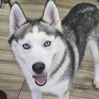 Girly Pop -  Husky Dog for Adoption in Newark, New Jersey - Girly Pop | PetCurious