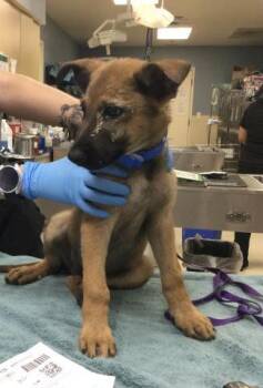 PICASO -  German Shepherd Dog Dog for Adoption in Riverside, California - PICASO | PetCurious
