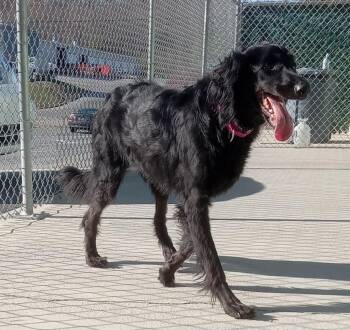 Rescue Poodle and Golden Retriever Dogs for Adoption in Blountville, Tennessee - Lucy | PetCurious